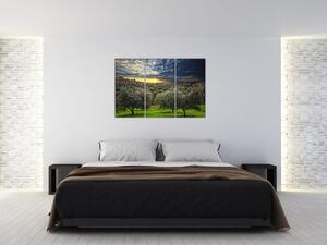 Obraz - zelený sád (Obraz 120x80cm)