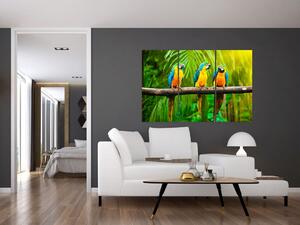 Moderný obraz - papagáje (Obraz 120x80cm)