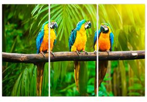 Moderný obraz - papagáje (Obraz 120x80cm)