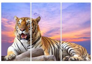 Obraz ležiaceho tigra (Obraz 120x80cm)