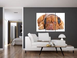 Moderný obraz - pes so slúchadlami (Obraz 120x80cm)