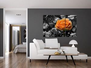 Oranžový kvet na čiernobielom pozadí - obraz (Obraz 120x80cm)