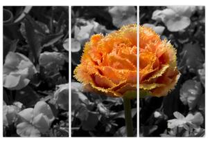 Oranžový kvet na čiernobielom pozadí - obraz (Obraz 120x80cm)