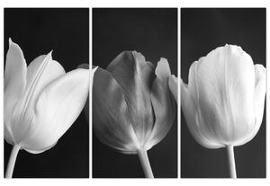 Čiernobiely obraz - tri tulipány (Obraz 120x80cm)