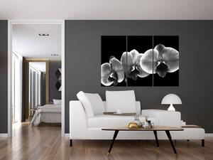 Čiernobiely obraz - orchidea (Obraz 120x80cm)