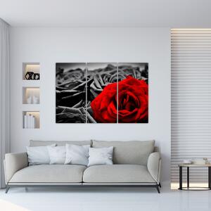 Obraz červené ruže (Obraz 120x80cm)