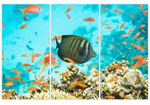 Obraz rýb v akváriami (Obraz 120x80cm)