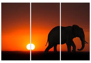 Obraz slona v zapadajúcom slnku (Obraz 120x80cm)
