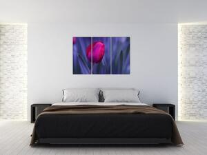 Obraz - tulipán (Obraz 120x80cm)