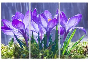 Obraz kvetov pri daždi (Obraz 120x80cm)