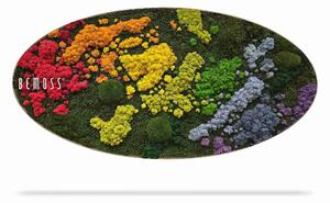 Machový obraz Elipsa BEMOSS® ORTHO IRIS - 50 x 100 cm