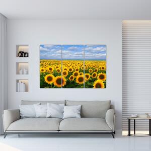 Obraz - slnečnica (Obraz 120x80cm)