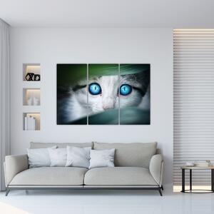 Obraz mačky, žiarivé oči (Obraz 120x80cm)