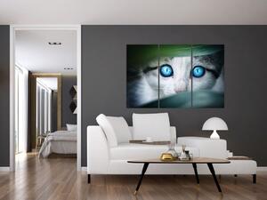 Obraz mačky, žiarivé oči (Obraz 120x80cm)