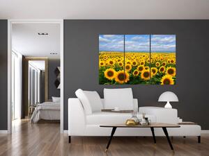 Obraz - slnečnica (Obraz 120x80cm)
