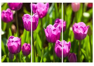Obraz kvitnúcich tulipánov (Obraz 120x80cm)