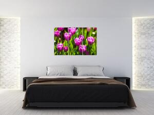 Obraz kvitnúcich tulipánov (Obraz 120x80cm)