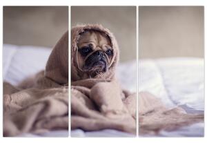 Obraz - pes v deke (Obraz 120x80cm)