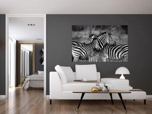 Obraz - zebry (Obraz 120x80cm)