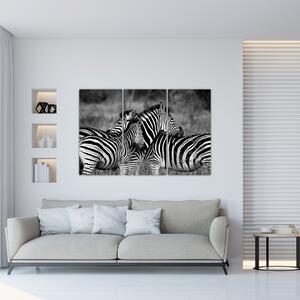 Obraz - zebry (Obraz 120x80cm)