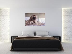 Obraz - pes v deke (Obraz 120x80cm)