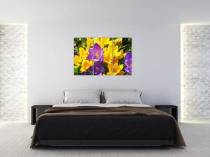 Obraz kvety (Obraz 120x80cm)
