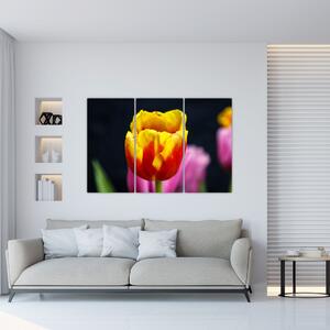 Obraz tulipánu (Obraz 120x80cm)