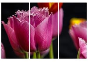 Tulipány - obrazy (Obraz 120x80cm)