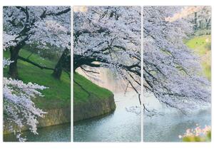 Obraz kvitnúcich stromov (Obraz 120x80cm)