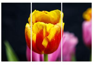 Obraz tulipánu (Obraz 120x80cm)