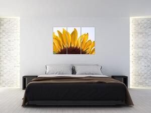 Obraz kvetu slnečnice (Obraz 120x80cm)