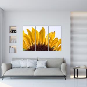 Obraz kvetu slnečnice (Obraz 120x80cm)