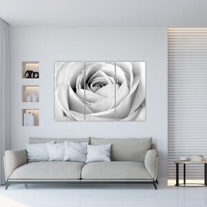Čiernobiely obraz ruže (Obraz 120x80cm)