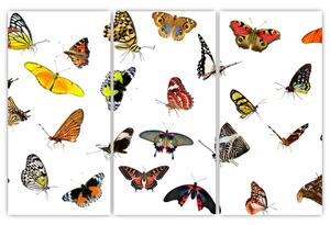 Obrazy motýľov (Obraz 120x80cm)