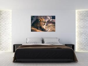 Obraz - ležiaci lev (Obraz 120x80cm)