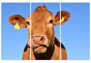 Obraz kravy (Obraz 120x80cm)