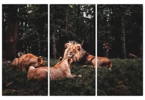 Obrazy - levy v lese (Obraz 120x80cm)