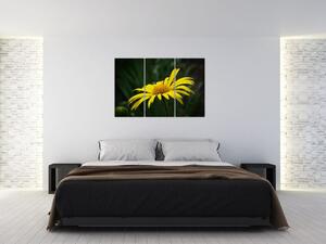 Obraz žltého kvetu (Obraz 120x80cm)