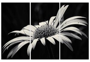 Čiernobiely obraz kvetu (Obraz 120x80cm)