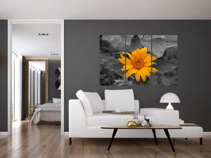 Obraz oranžového kvetu (Obraz 120x80cm)