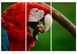 Obraz papagája (Obraz 120x80cm)