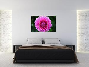 Obraz ružového kvetu (Obraz 120x80cm)