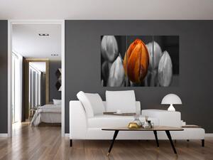 Oranžový tulipán medzi čiernobielymi - obraz (Obraz 120x80cm)