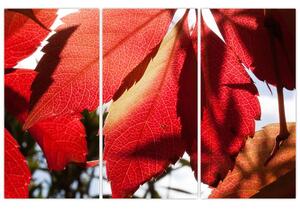 Obraz červených listov (Obraz 120x80cm)