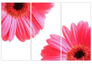Obraz kvetín - astra (Obraz 120x80cm)