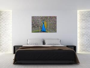 Obraz páva (Obraz 120x80cm)
