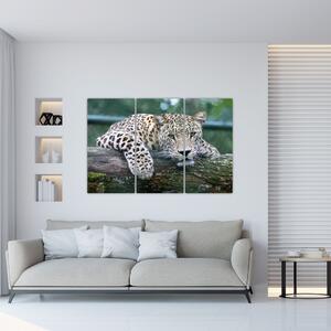 Obraz leopard (Obraz 120x80cm)