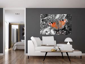 Oranžový motýľ - obraz (Obraz 120x80cm)