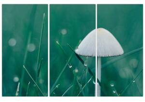 Obraz huby v tráve (Obraz 120x80cm)