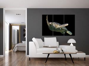 Obraz plávajúce korytnačky (Obraz 120x80cm)